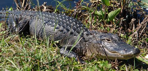 Boggy Creek Airboat Tickets – Great Orlando Discount Tickets