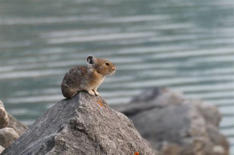 The Complete Guide to Wildlife Viewing in Banff National Park