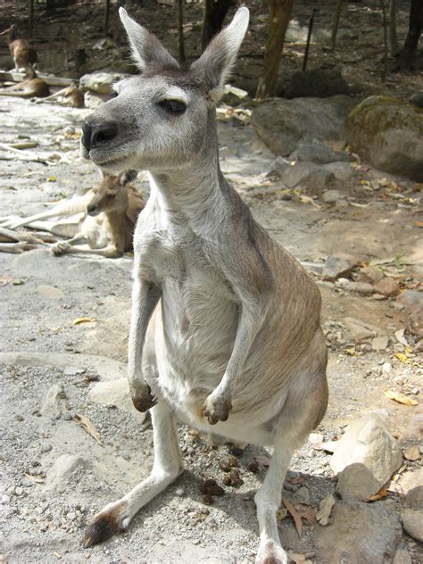 Kangaroo At Zoo Free Stock Photo - Public Domain Pictures