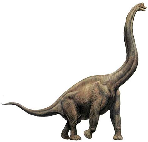 Giraffatitan Pictures & Facts - The Dinosaur Database