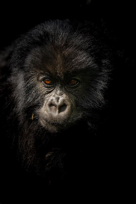 Mountain Gorilla (Gorilla beringei beringei ) – Paws Trails