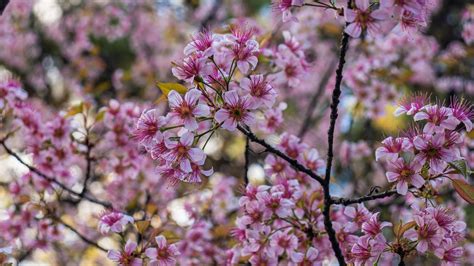 Shillong Cherry Blossom Festival Cancelled. Here's Why