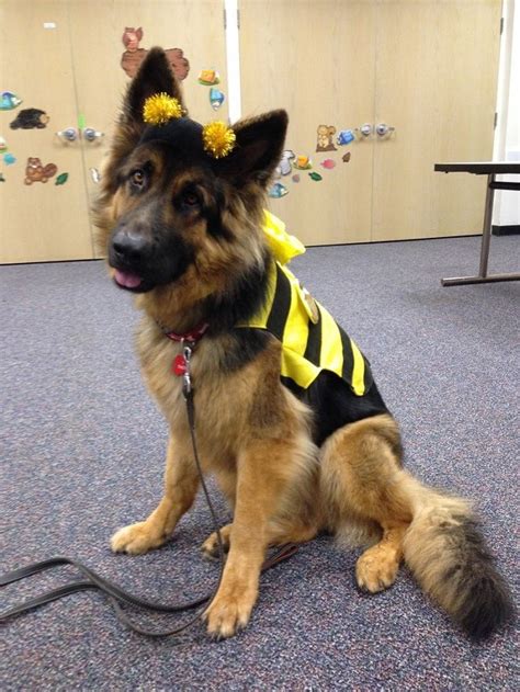 21 Best German Shepherd Halloween Costumes