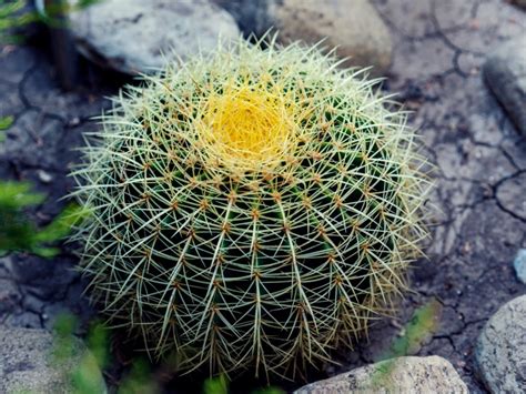 Growing Barrel Cactus: Tips For Barrel Cactus Care | Gardening Know How