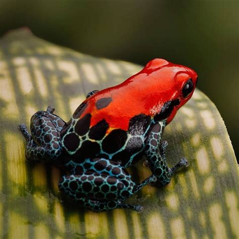 Poisonous Frog | Poison dart frogs, Strawberry poison dart frog, Dart frog