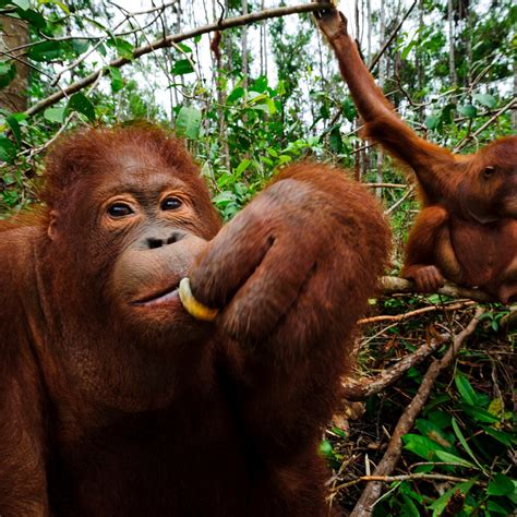 Palm Oil Orangutans Burn