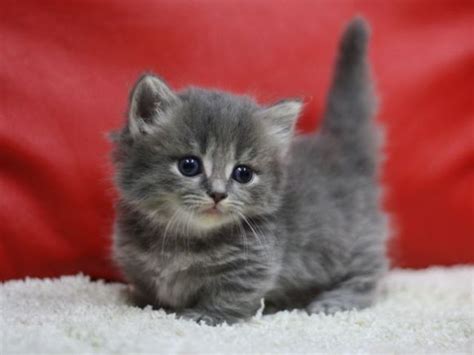 0657a428 | Kittens cutest, Munchkin cat, Cute cats
