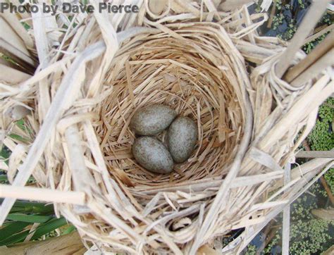 Yellow-headed Blackbird - East Cascades Audubon Society