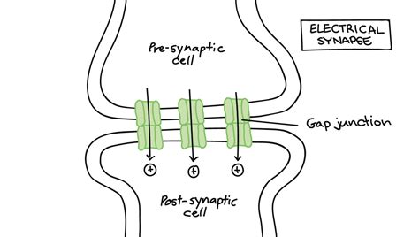 Electrical: Electrical Synapse