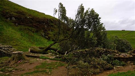 Heartbreaking pictures show devastation at scene of felled Sycamore Gap ...