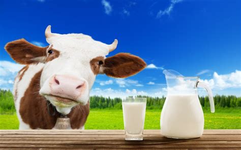 Does All Milk Come From Cows? | Wonderopolis