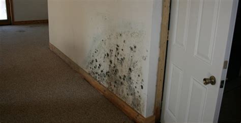 Sullivan County NY Mold Removal | Sullivan County Mold Testing