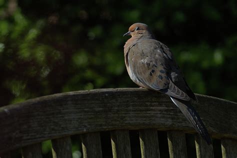 dove and Spring 2 Photograph by Siyano Prach - Pixels