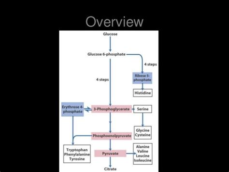 Biosynthesis of amino acids