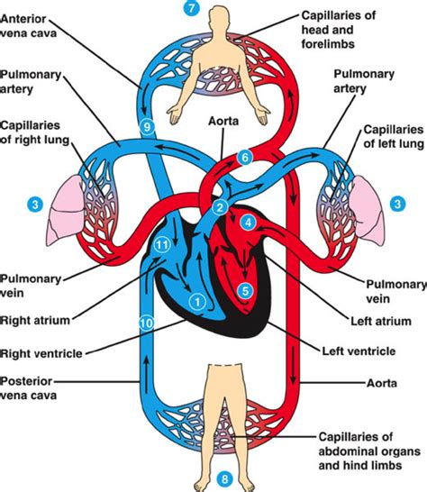 The Circulatory System, The Respiratory System, and Cellular ...