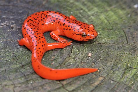 Red Salamander Facts and Pictures