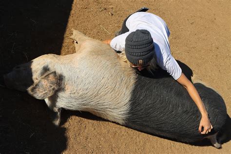 About BPR | Better Piggies Rescue in Arizona