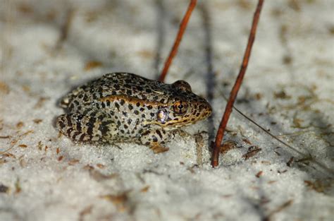 Florida gopher frog (Imperiled/Rare Species of Citrus County ...