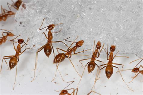 The number of ants on Earth is about 1 trillion — times 20, study finds ...