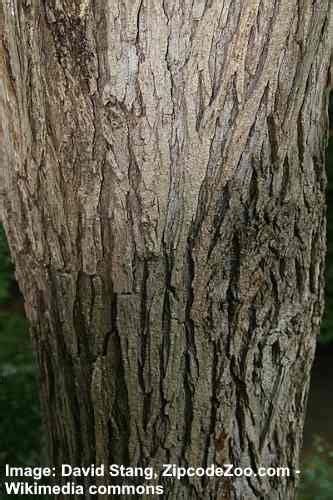 17 Elm Trees: Leaves, Bark, Seeds - Identification Guide (Pictures)