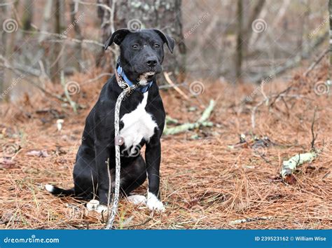 Black Lab Border Collie Mix Puppy Dog Outside on Leash Stock Photo ...