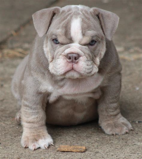 English bulldog puppy for sale