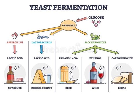 Beer Yeast Fermentation