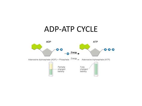 ADP-ATP CYCLE
