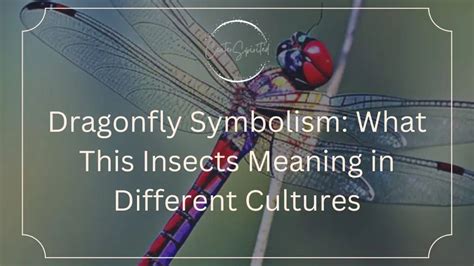 Dragonfly Symbolism And Meaning in Different Cultures