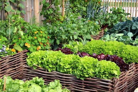 Summer gardening guide: How to create an organic vegetable garden at home