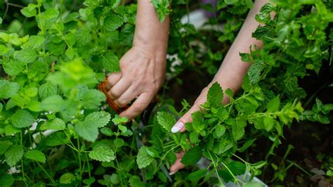 How To Keep Your Mint Plants Happy And Healthy During Winter