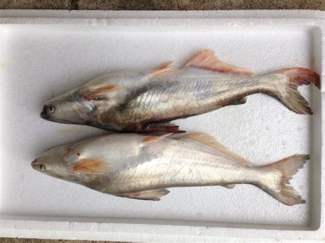 PATIN (FRESH CHILLED / CUT) 八丁鱼 700g-900g - Jurong Frog Farm