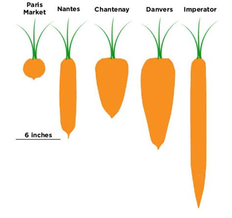 Small scale organic carrot production - MSU Extension