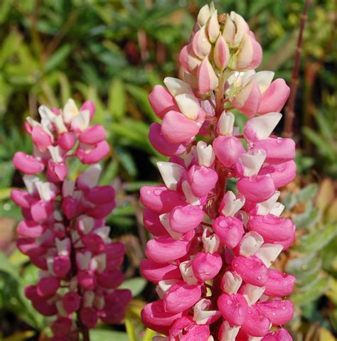 Romantic Flowers: Lupine Flowers