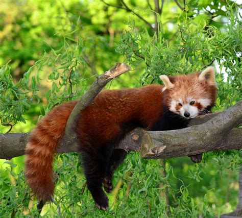 Facts About Red Pandas | Live Science