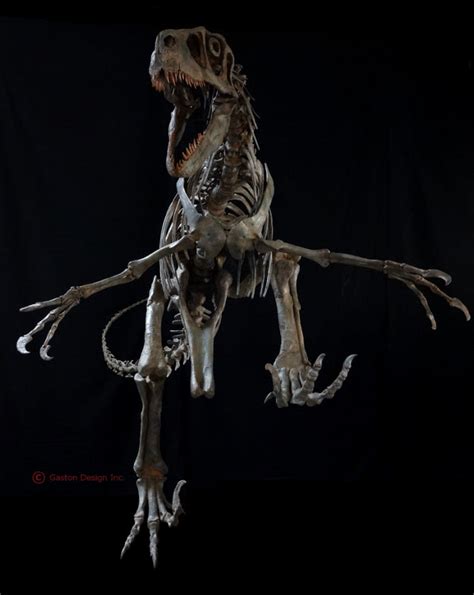 New Utahraptor Skeleton Replica | DINOSAURS ROCK SUPERSTORE | Fossil & Mineral Specimens