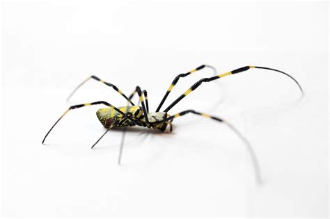 Like it or not, Joro spiders are here to stay