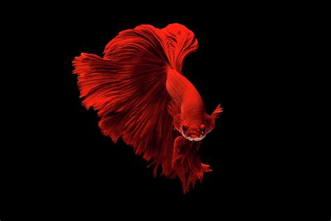 red color of Siamese fighting fish betta Thailand fish movement Photograph by Chevanon ...