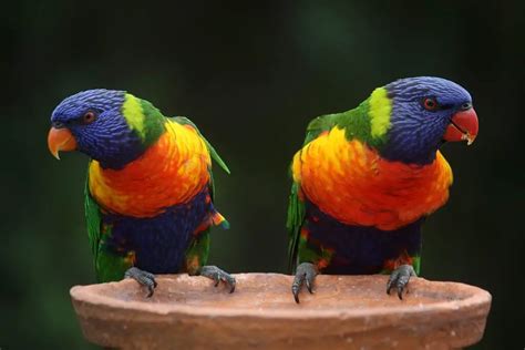 Rainbow bird The Best Brilliant rainbow lorikeet - Birds Coach