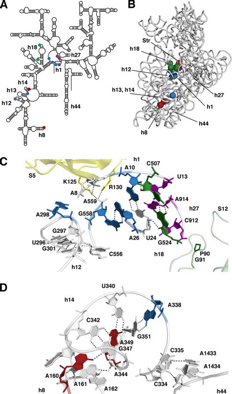 Locations of mutations identified in this study. (A)... | Download ...