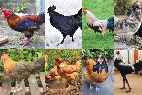 Very Rare Chicken Breeds