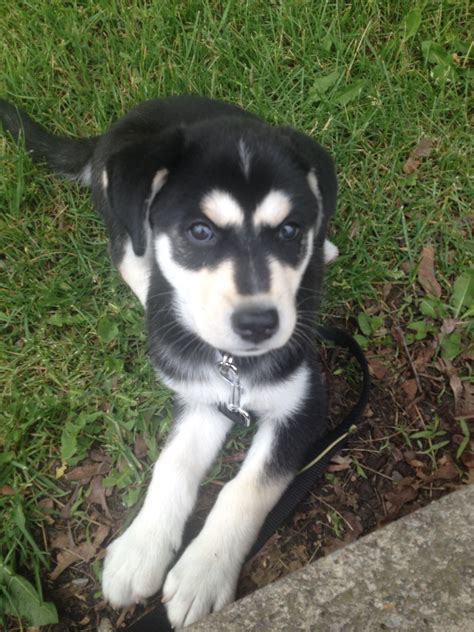 My dog - a husky mixed with a lab at 9 weeks old Labsky huskador Husky Lab Mix Puppy, Lab Mix ...