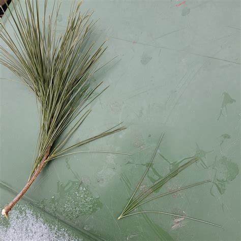 Harvesting White Pine Needles for Tea — Minnesota Women's Woodland Network