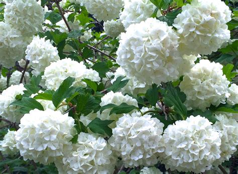 Common Snowball Bush Viburnum 1 Gallon Potted Plant White | Etsy