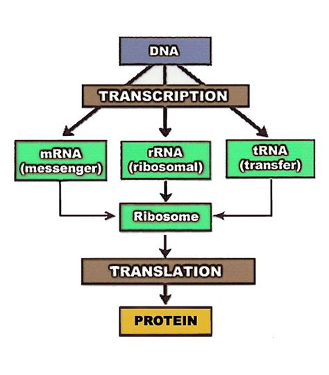 Biology Tutor: Transcription, Translation, and the Central Dogma