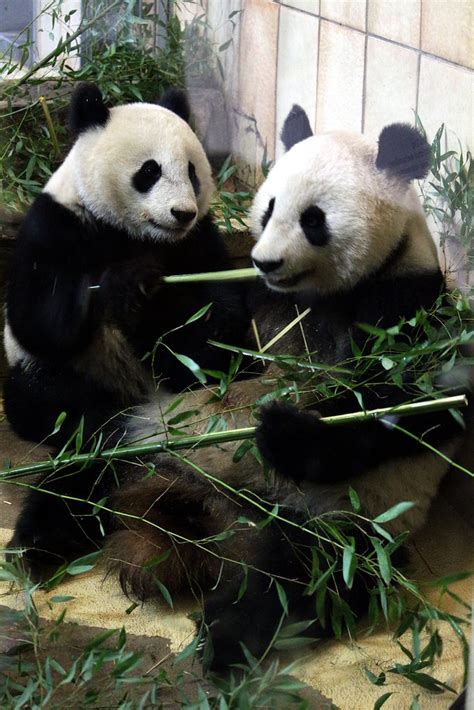 Pandas @Schönbrunn Zoo | Marit & Toomas Hinnosaar | Flickr