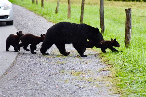 Cade’s cove Tennessee Smokies, Cades Cove, Blue Ridge Parkway, Great Smoky Mountains, Black Bear ...