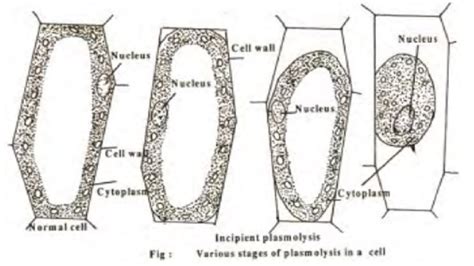 Plasmolysis and Significance of Plasmolysis