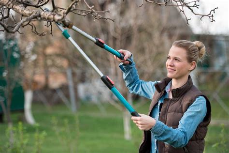 Strickland Outdoor Services: How Much Should You Trim a Tree?