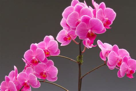 Mother's Day Orchid Flowers | Orchidaceous! Orchid Blog